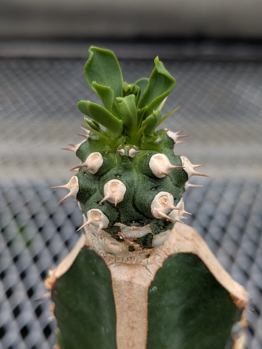 Yahoo!オークション -「ユーフォルビア トム」(観葉植物) の落札 Yahoo!オークション -「ユーフォルビア トム」(観葉植物) の落札