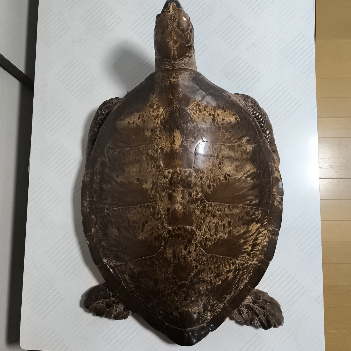 2025年最新】Yahoo!オークション -亀 剥製の中古品・新品・未 2025年最新】Yahoo!オークション -亀 剥製の中古品・新品・未