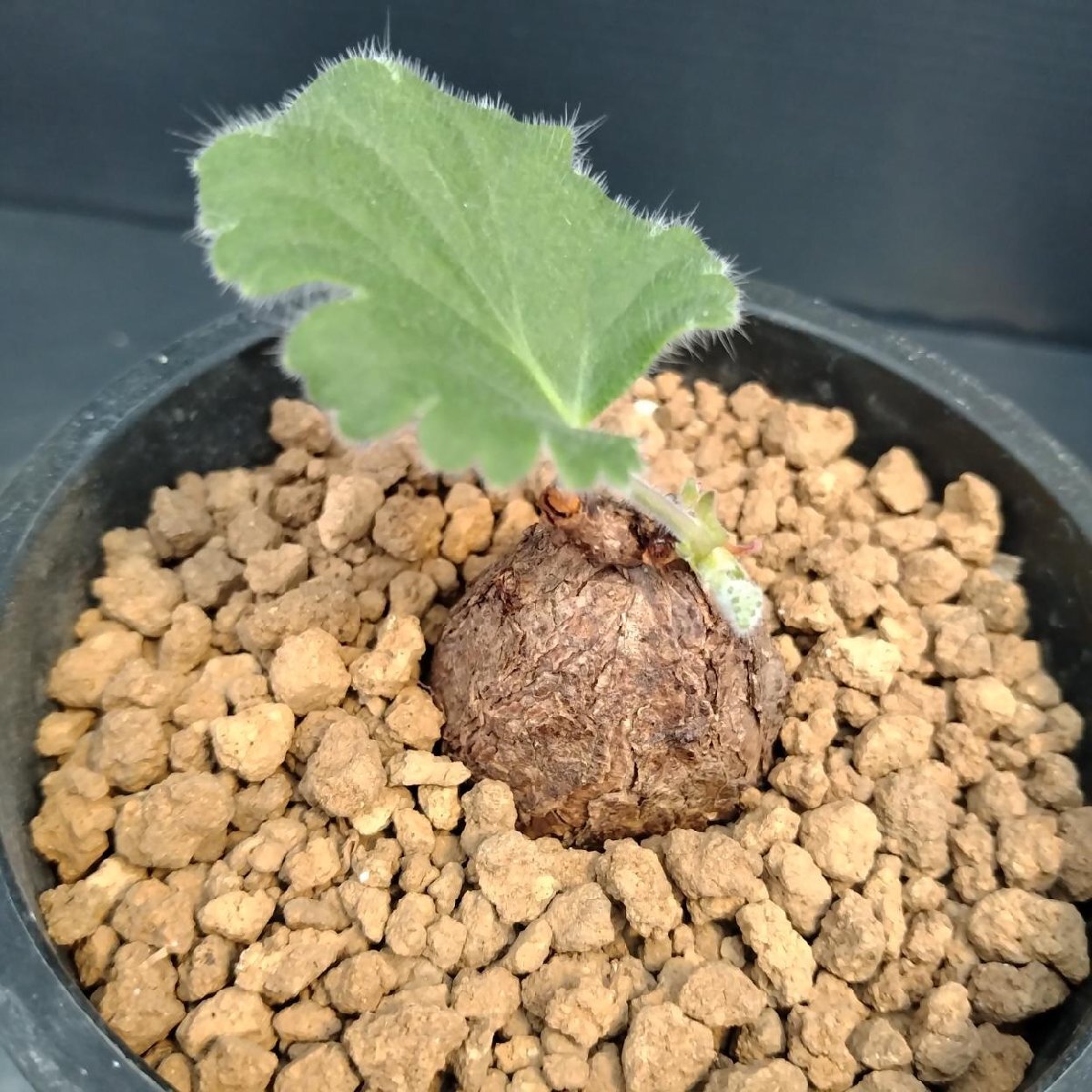 Pelargonium pulverulentum /ペラルゴニウム・プルヴェルレンツ
