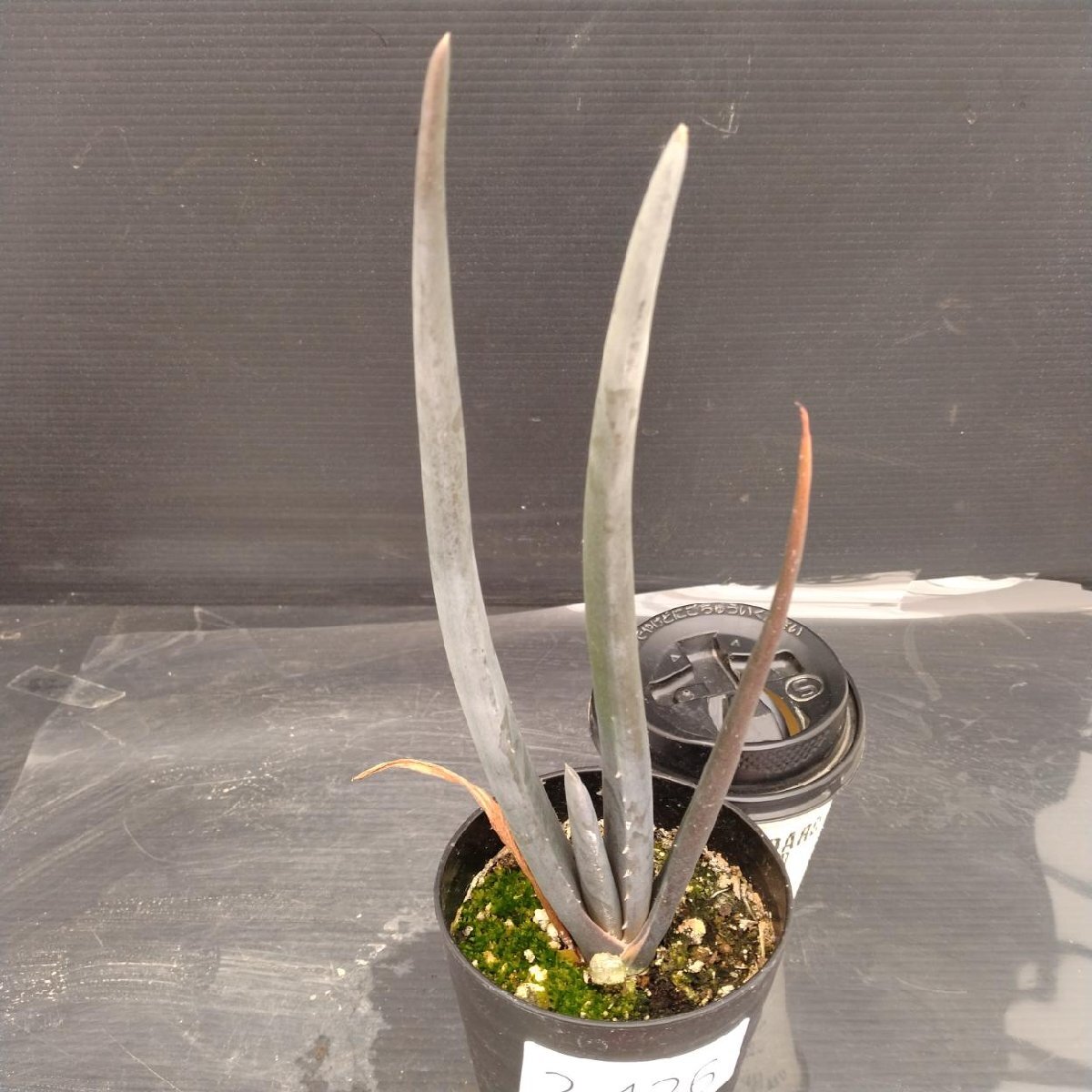 Aloe suzannae アロエ スザンナエ 国内実生株