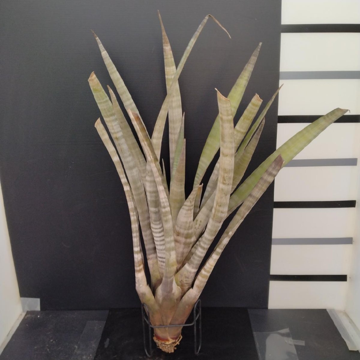 Yahoo!オークション -「tillandsia hildae」の落札相場・落札価格 Yahoo!オークション -「tillandsia hildae」の落札相場・落札価格