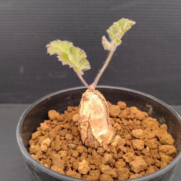 Yahoo!オークション -「(ヴェル ベルデ)」(観葉植物) の落札相場