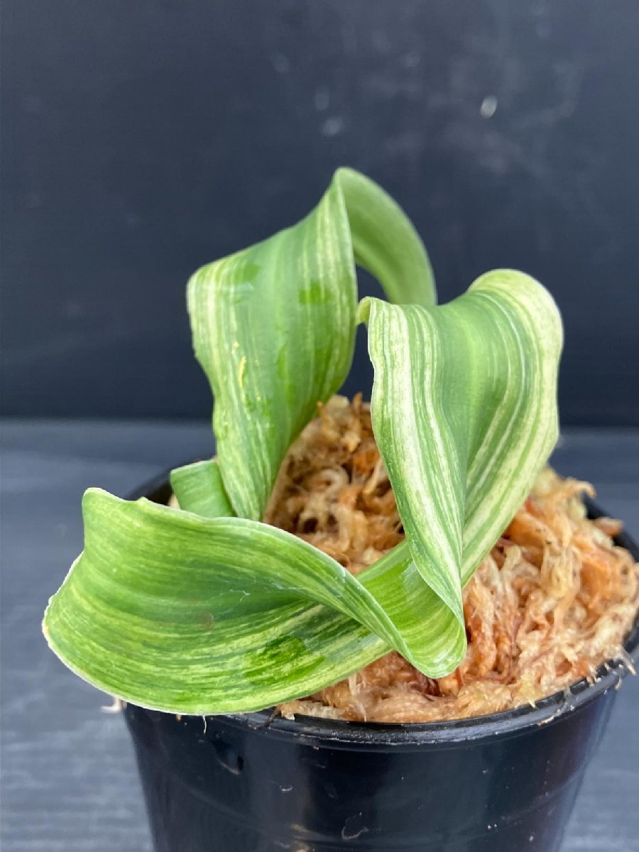 Yahoo!オークション -「万年青 獅子」(観葉植物) の落札相場 Yahoo!オークション -「万年青 獅子」(観葉植物) の落札相場