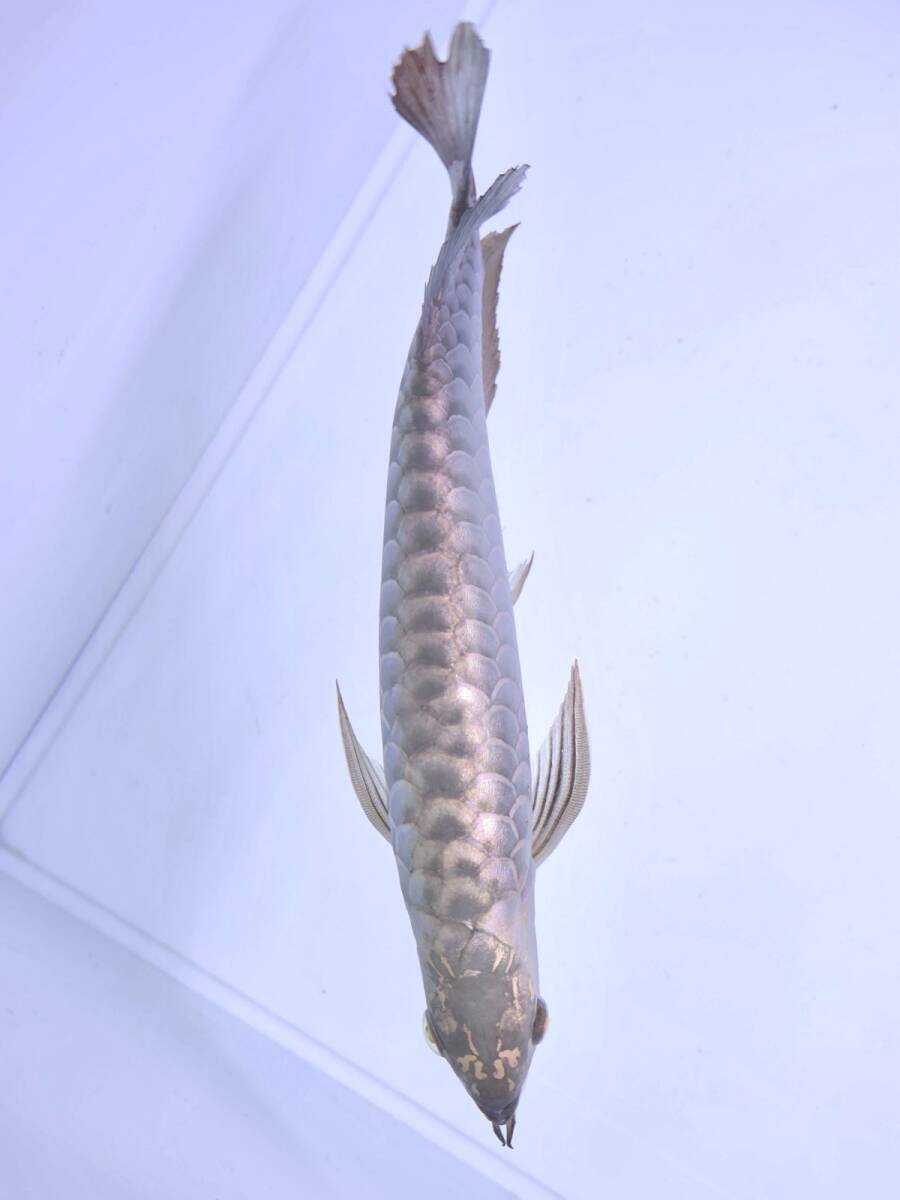 Yahoo!オークション -「キングコング」(アロワナ) (淡水魚)の