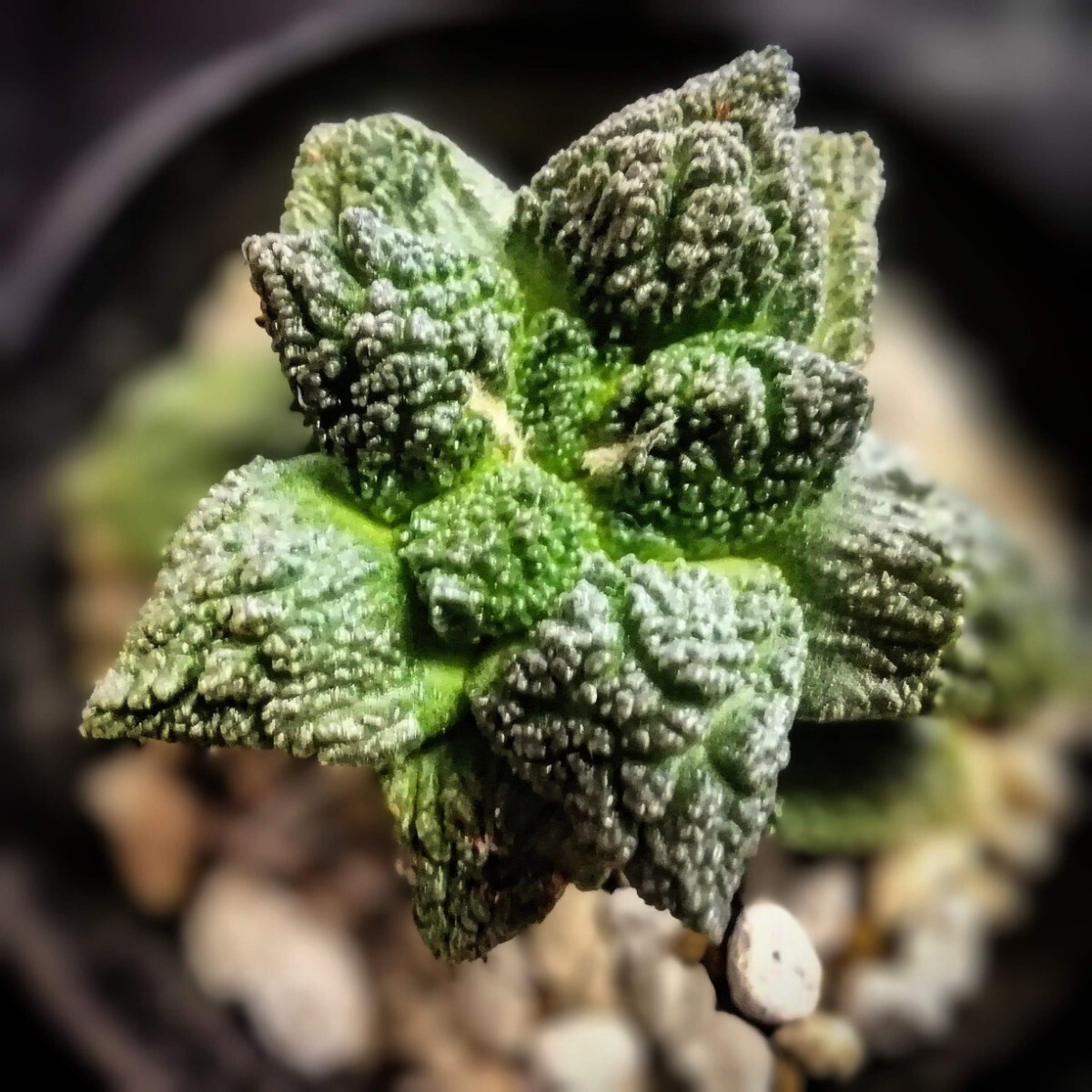 Yahoo!オークション -「godzilla」(サボテン) (観葉植物)の落札 Yahoo!オークション -「godzilla」(サボテン) (観葉植物)の落札
