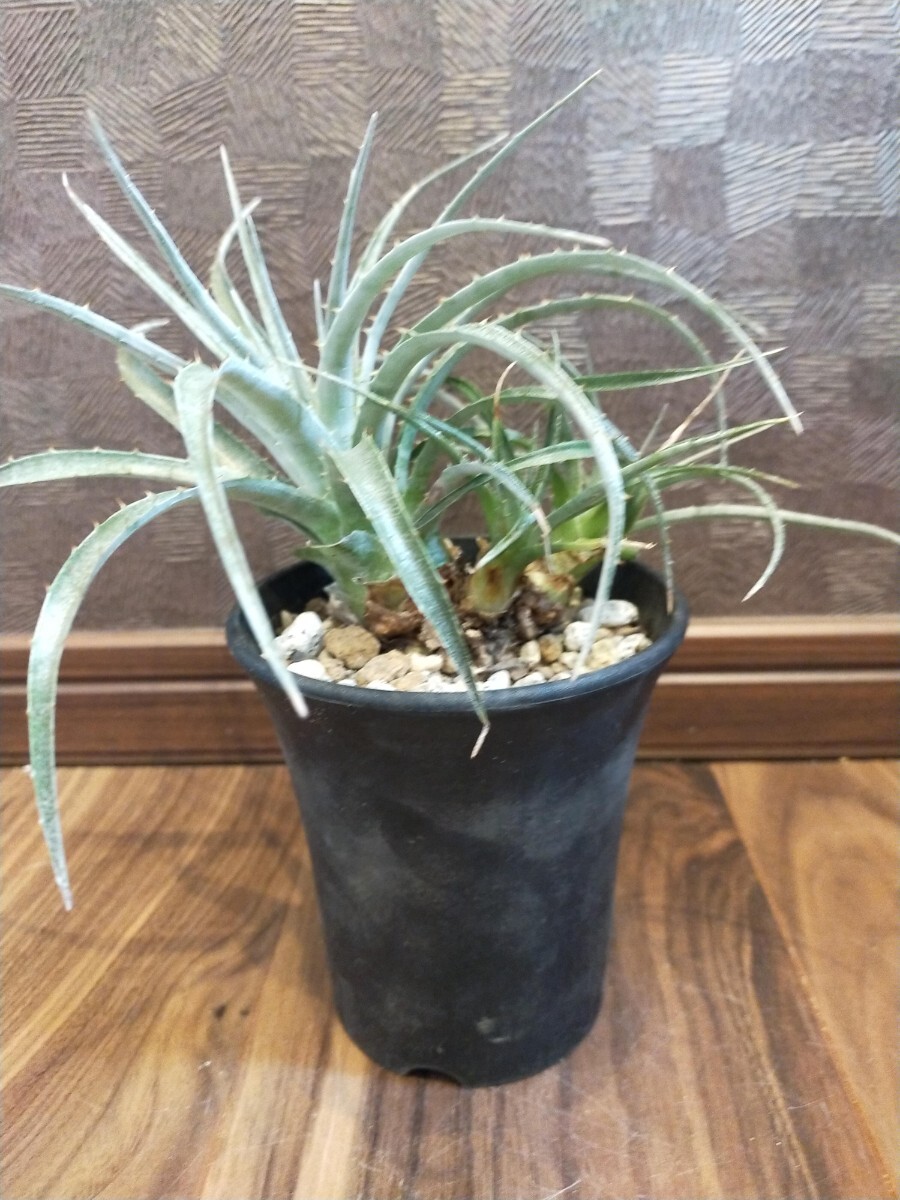 Yahoo!オークション -「プヤ セルーレア」(観葉植物) の落札相場 Yahoo!オークション -「プヤ セルーレア」(観葉植物) の落札相場