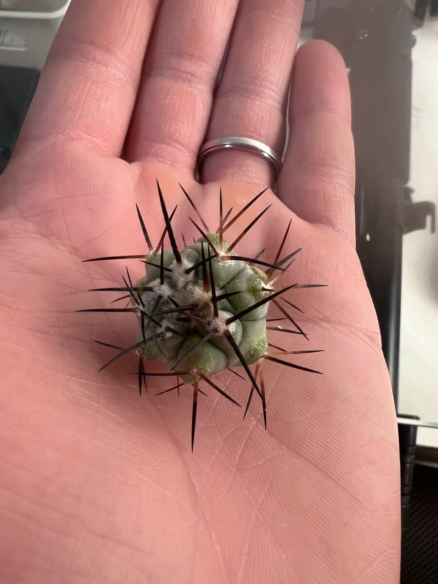 Yahoo!オークション -「黒王丸 カキコ」(観葉植物) の落札相場