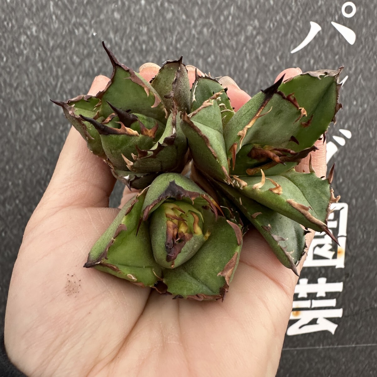 Yahoo!オークション -「crazy!」(アガベ) (観葉植物)の落札相場 Yahoo!オークション -「crazy!」(アガベ) (観葉植物)の落札相場