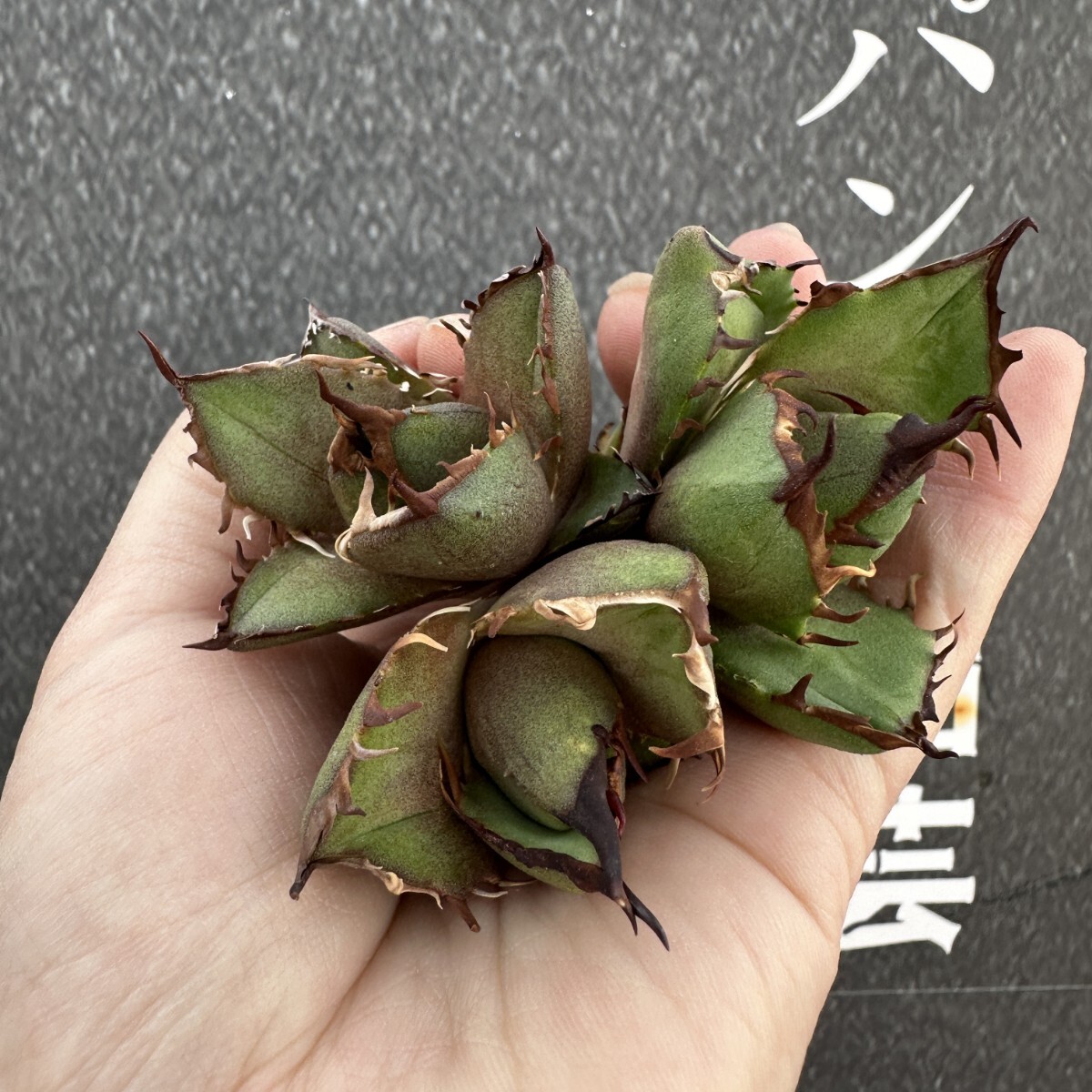Yahoo!オークション -「crazy!」(アガベ) (観葉植物)の落札相場 Yahoo!オークション -「crazy!」(アガベ) (観葉植物)の落札相場