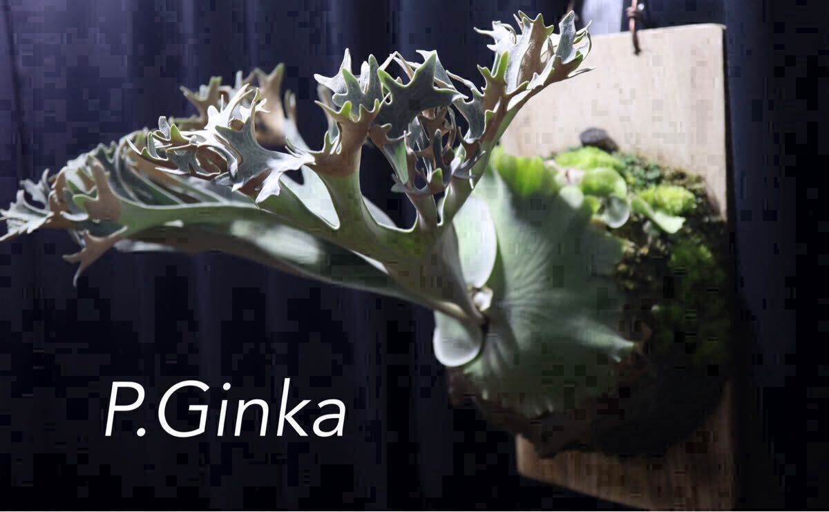 Yahoo!オークション -「p.ginka」の落札相場・落札価格