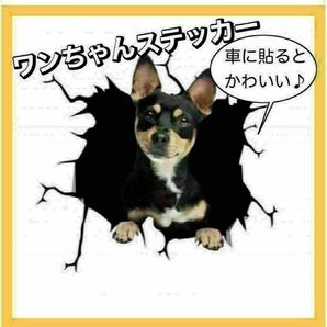 犬 ワンちゃん ステッカー 車 おもしろ かわいい 癒し 柴犬 黒 豆柴