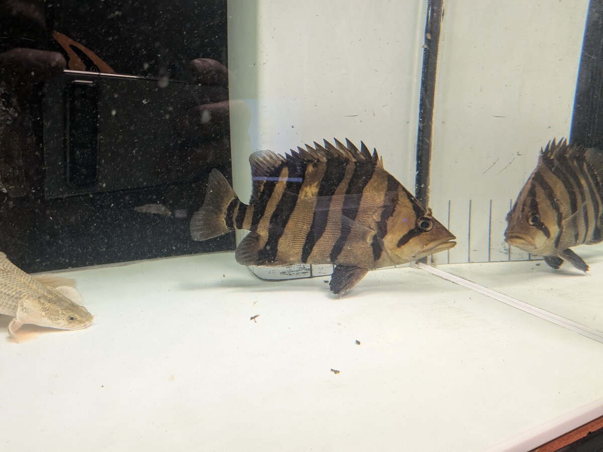 Yahoo!オークション -「ダトニオ リアルバンド」(ペット、生き物