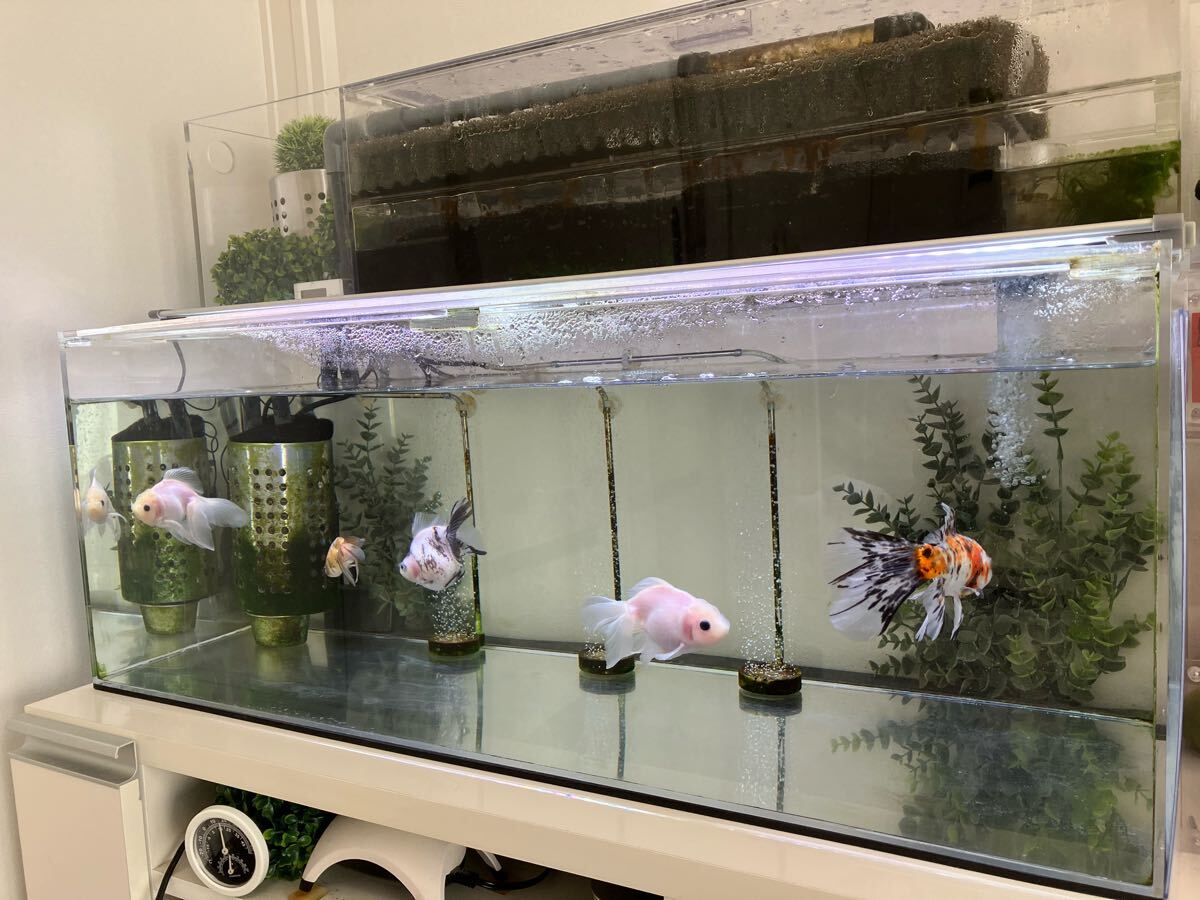 2025年最新】Yahoo!オークション -90cm 水槽 セットの中古品 2025年最新】Yahoo!オークション -90cm 水槽 セットの中古品