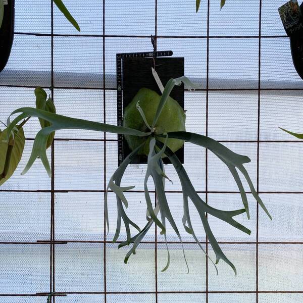 ビカクシダ テンテン P.'tenten'(P.willinckii cv.baileyi x P.mt Lewis)