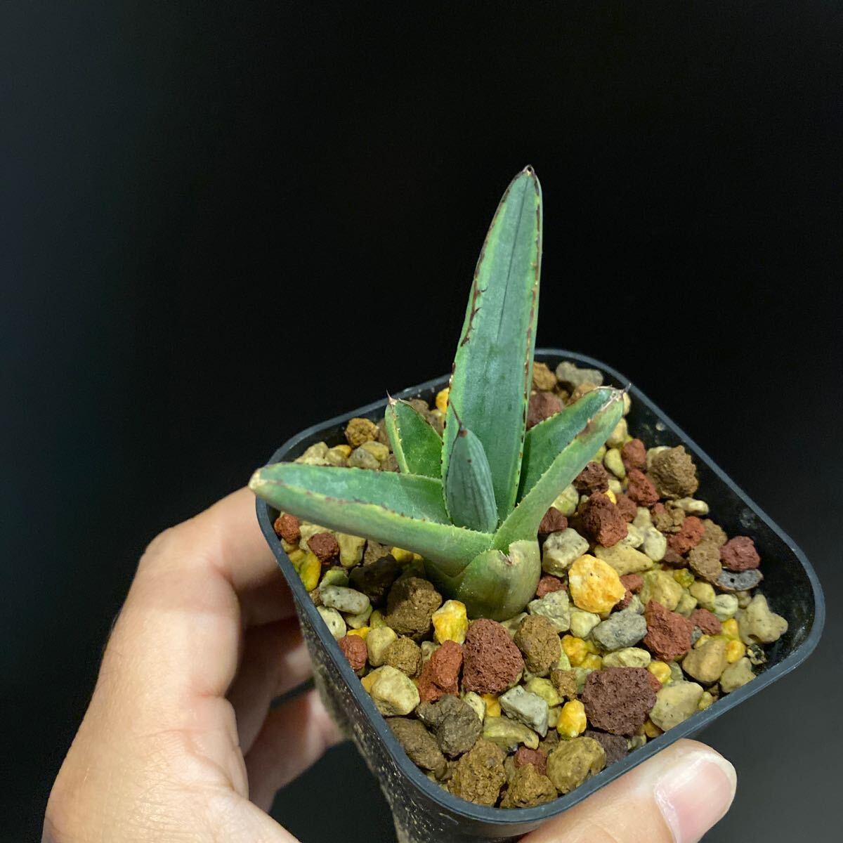 Yahoo!オークション -「シャークバイト」(アガベ) (観葉植物)の Yahoo!オークション -「シャークバイト」(アガベ) (観葉植物)の