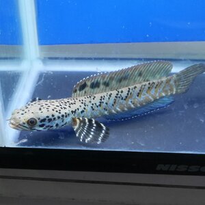 熱帯魚 スーパーブルームーンレインボースネークヘッド 1匹 Mサイズ 約10-12cm± ※雄雌のご指定不可 アナバス