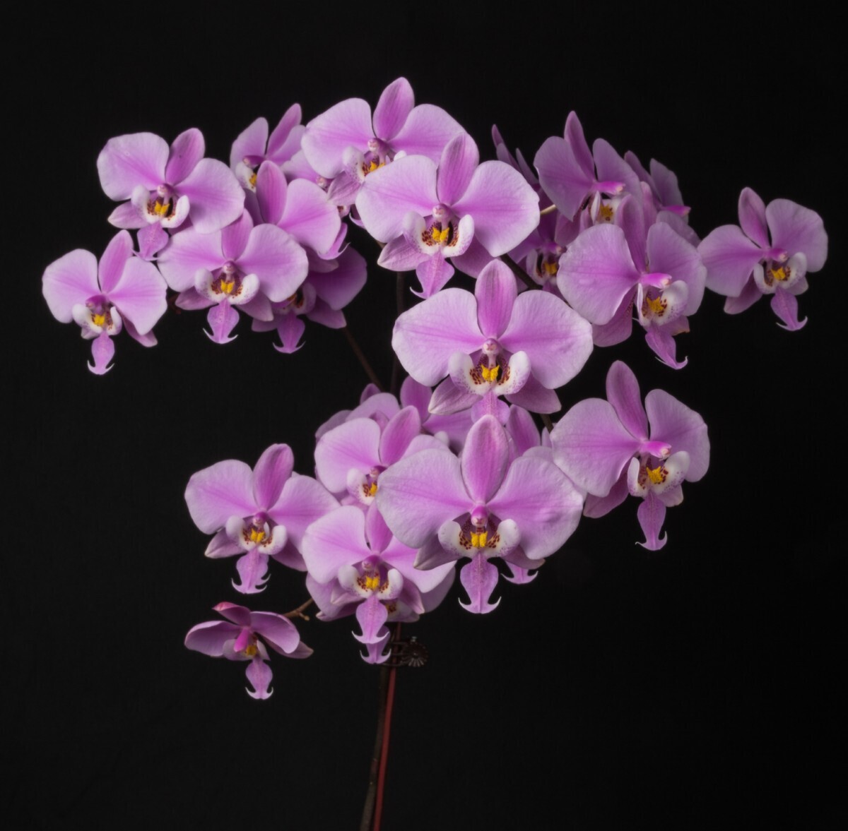 Yahoo!オークション -「phal.schilleriana」(花) (鉢植え)の落札 Yahoo!オークション -「phal.schilleriana」(花) (鉢植え)の落札