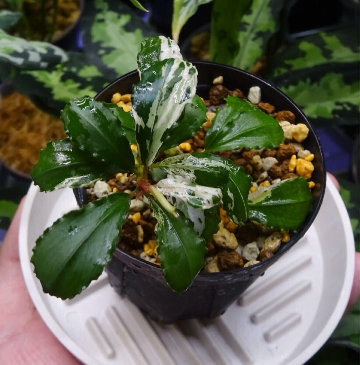 Yahoo!オークション -「variegata」(その他) (水草)の落札相場 Yahoo!オークション -「variegata」(その他) (水草)の落札相場