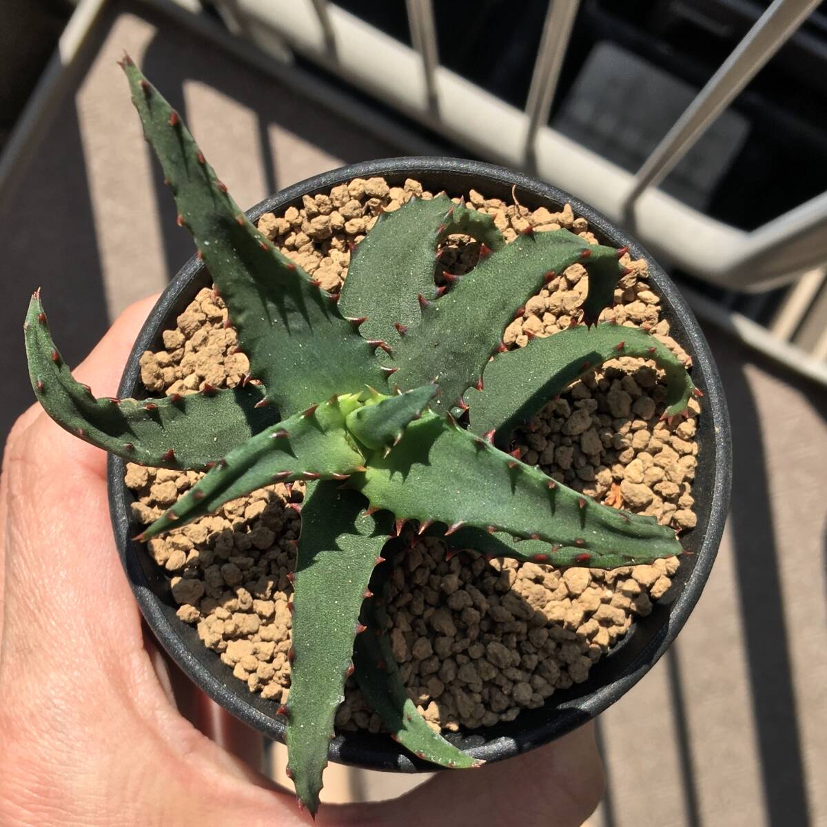 Yahoo!オークション -「aloe castilloniae」の落札相場・落札価格 Yahoo!オークション -「aloe castilloniae」の落札相場・落札価格