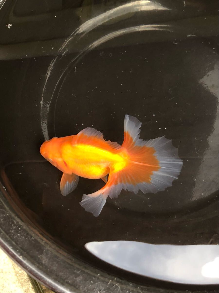 Yahoo!オークション -「土佐金」(金魚) (魚類、水生生物)の落札