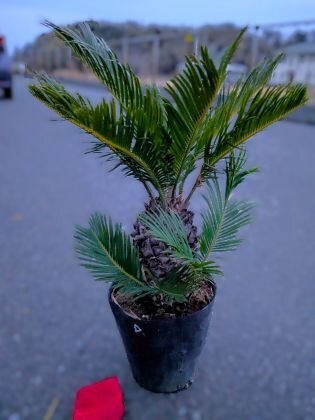 Yahoo!オークション -「ソテツ」(ヤシ) (観葉植物)の落札相場 Yahoo!オークション -「ソテツ」(ヤシ) (観葉植物)の落札相場