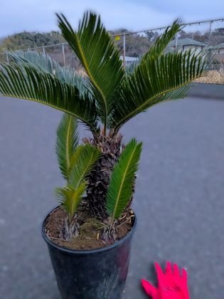 Yahoo!オークション -「ソテツ」(ヤシ) (観葉植物)の落札相場 Yahoo!オークション -「ソテツ」(ヤシ) (観葉植物)の落札相場