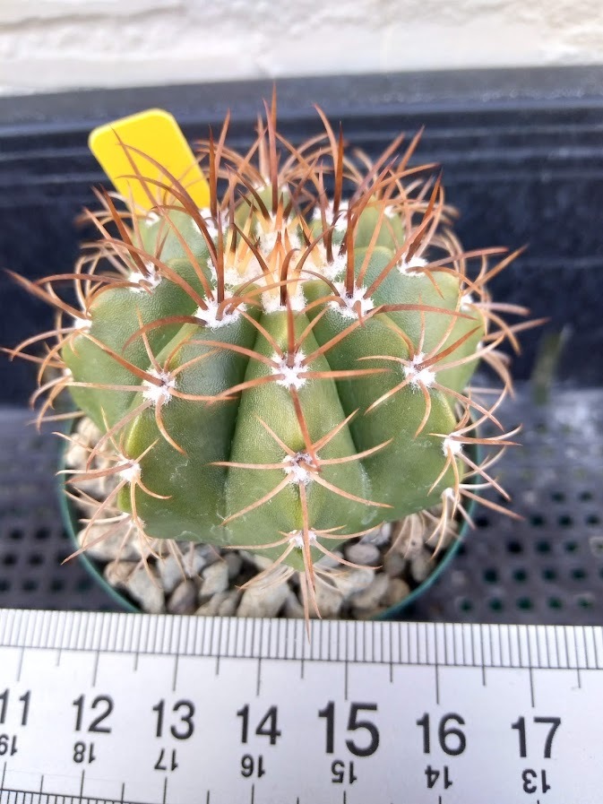 Yahoo!オークション -「メロカクタス」(観葉植物) の落札相場 Yahoo!オークション -「メロカクタス」(観葉植物) の落札相場