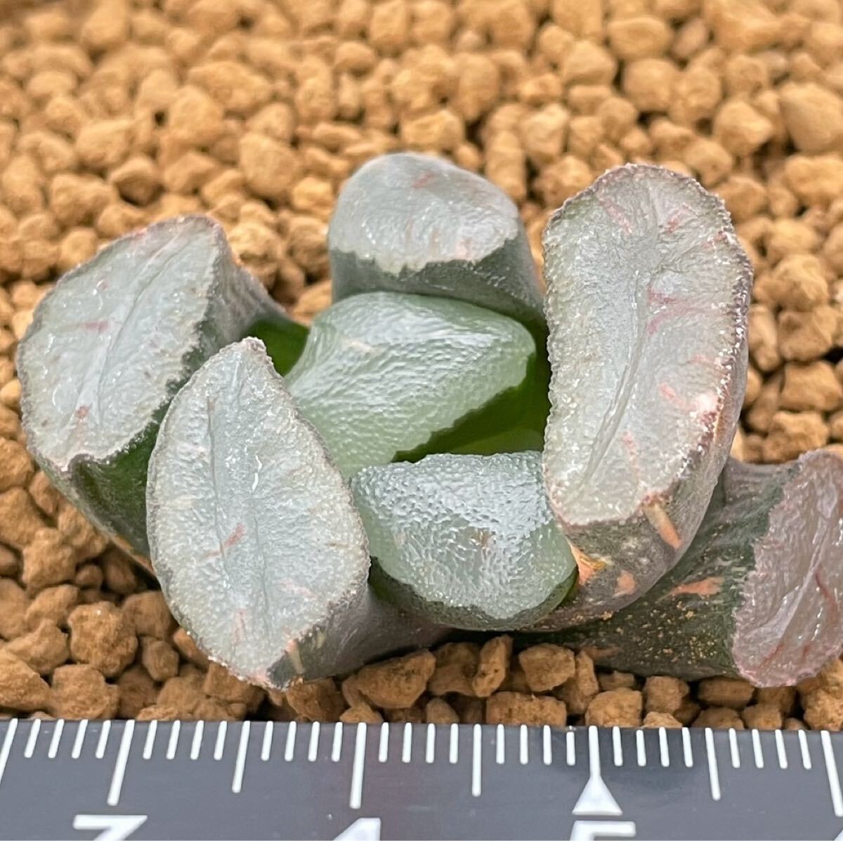 Yahoo!オークション -「鏡」(観葉植物) の落札相場・落札価格 Yahoo!オークション -「鏡」(観葉植物) の落札相場・落札価格