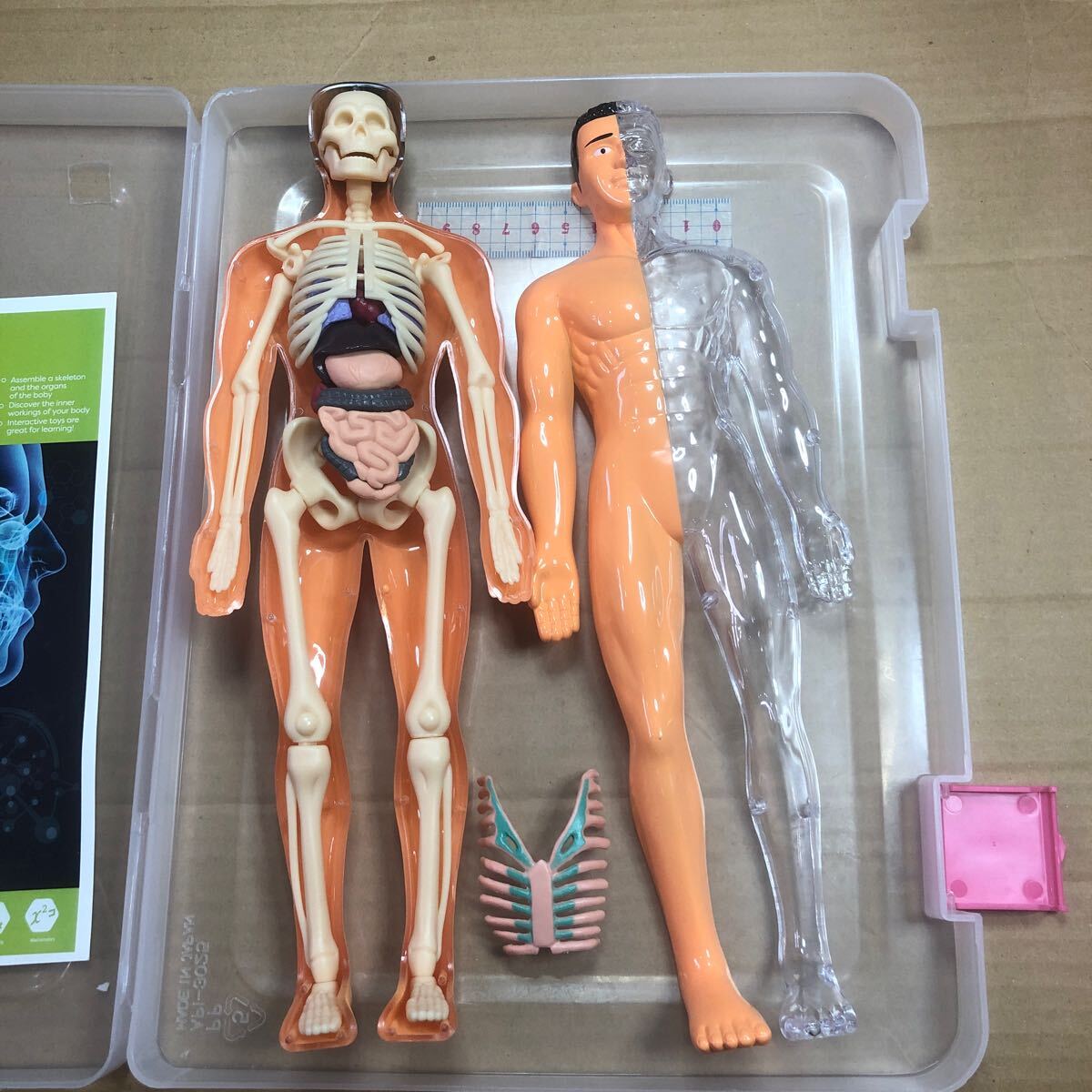 2025年最新】Yahoo!オークション -医学人体模型の中古品・新品