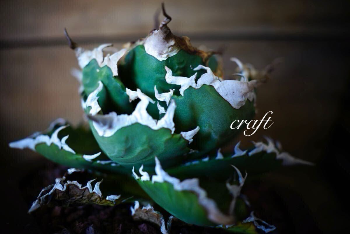 Yahoo!オークション -「cok」(アガベ) (観葉植物)の落札相場 Yahoo!オークション -「cok」(アガベ) (観葉植物)の落札相場