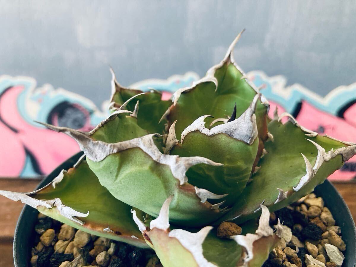 Yahoo!オークション -「cok」(アガベ) (観葉植物)の落札相場 Yahoo!オークション -「cok」(アガベ) (観葉植物)の落札相場
