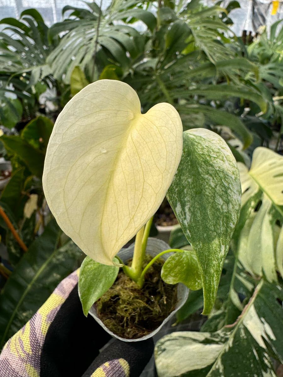 Yahoo!オークション -「天津蘭」(観葉植物) の落札相場・落札価格 Yahoo!オークション -「天津蘭」(観葉植物) の落札相場・落札価格