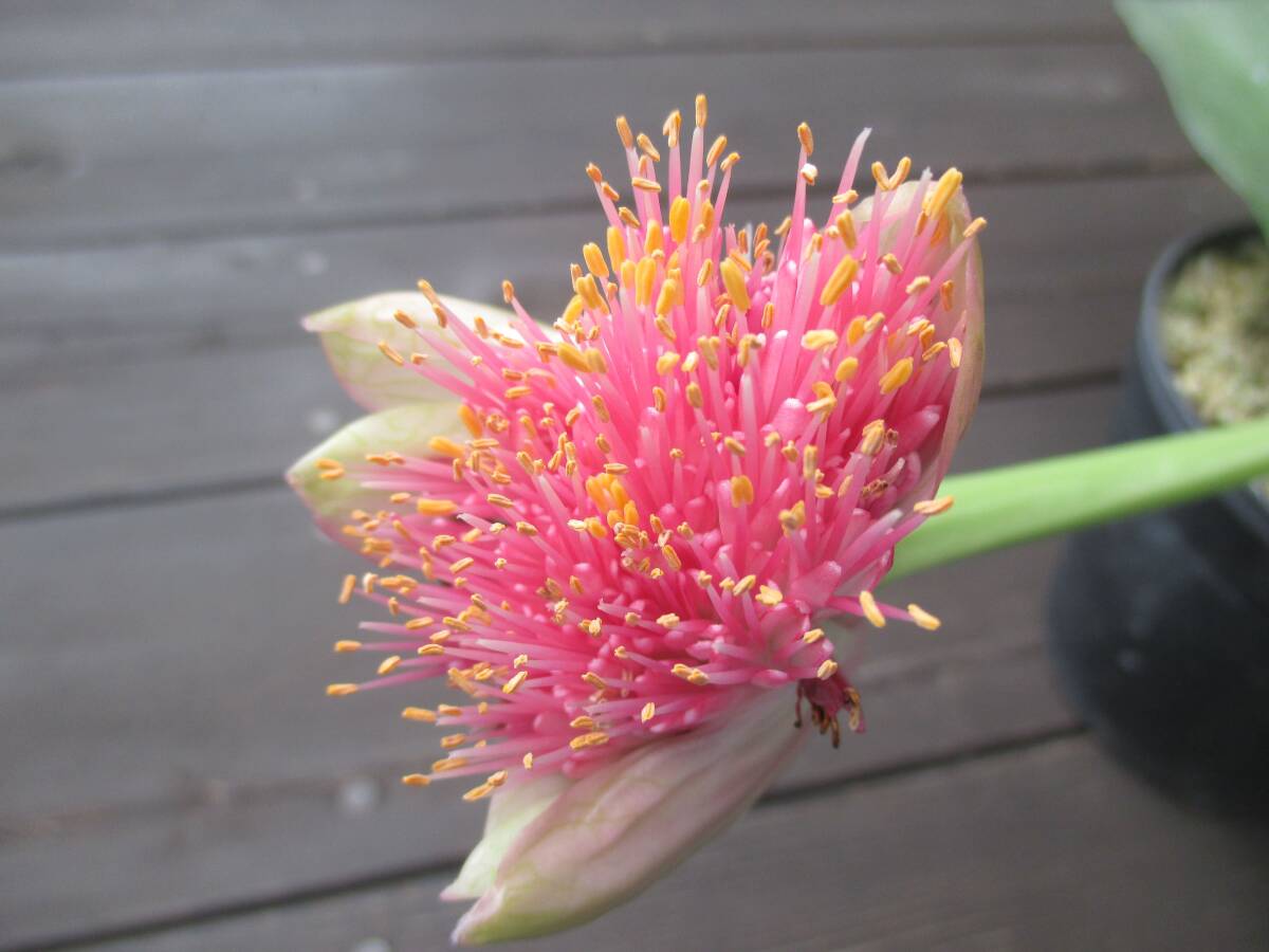 マユハケオモト ピンク花種 赤花 眉刷毛万年青 4.5号鉢 素焼き鉢