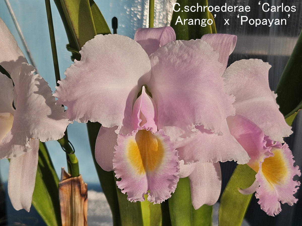 Yahoo!オークション -「c. schroederae」(鉢植え) の落札相場