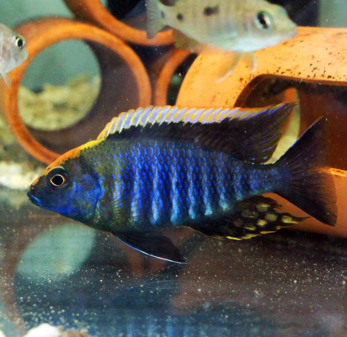 Yahoo!オークション -「アウロノカラ」(熱帯魚) (魚類、水生生物 Yahoo!オークション -「アウロノカラ」(熱帯魚) (魚類、水生生物