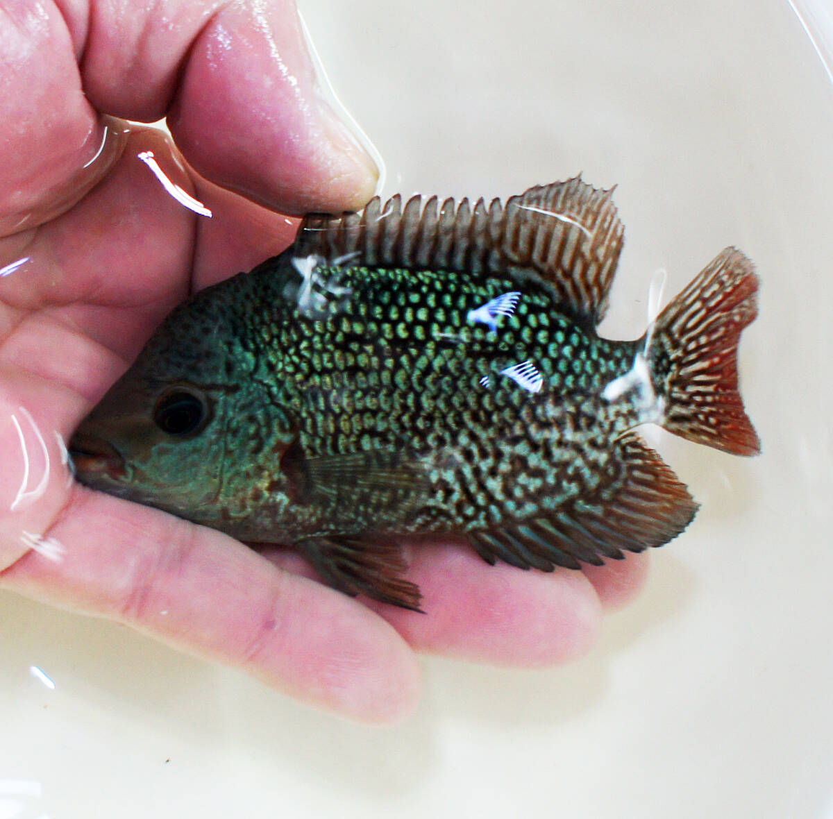 Yahoo!オークション -「フラワーホーン」(熱帯魚) (魚類、水生