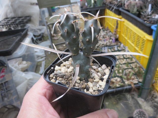 Yahoo!オークション -「槍」(サボテン) (観葉植物)の落札相場