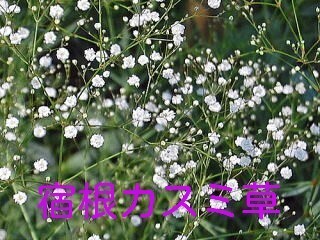 宿根カスミ草小苗5個セット 耐寒性宿根草 白花八重咲き