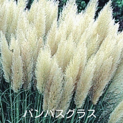 パンパスグラス苗 白花 大小各1個の2個セット