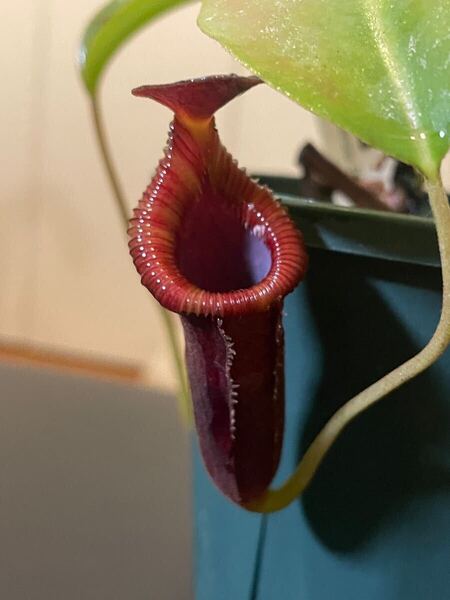 Nepenthes xtrusmadiensis EP ネペンテス トラスマディエンシス 食虫植物 ウツボカズラ 山野草