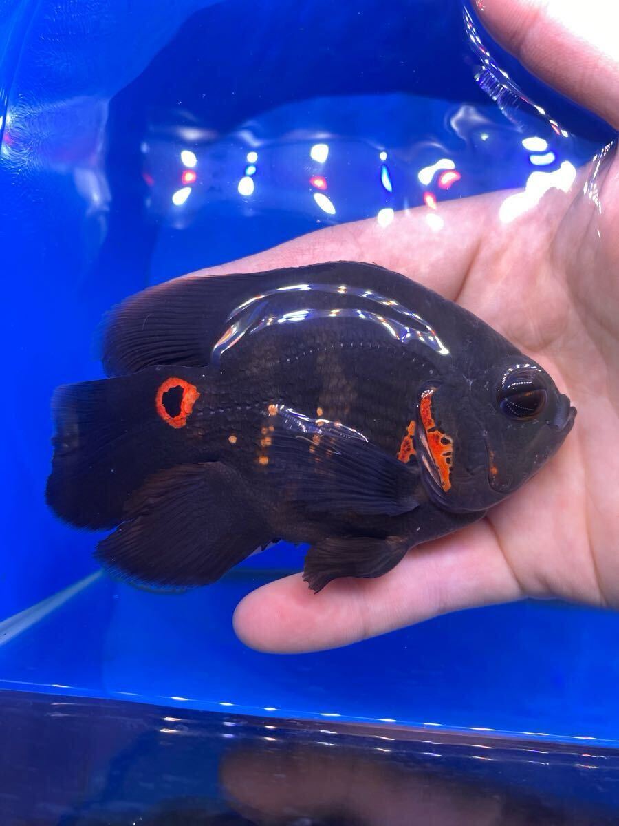 おさかなオンライン