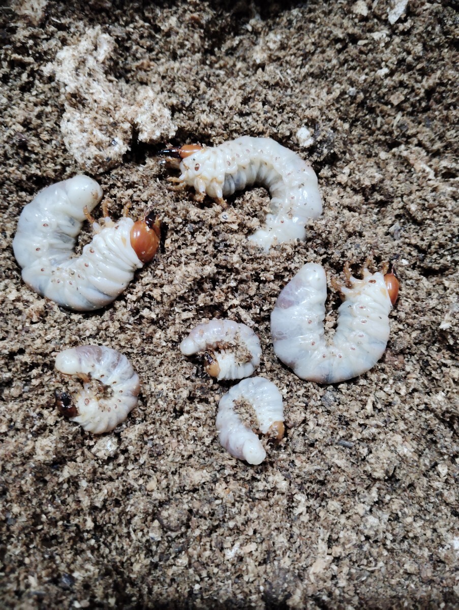 一週間限定！ババオウゴンオニ幼虫5匹セット