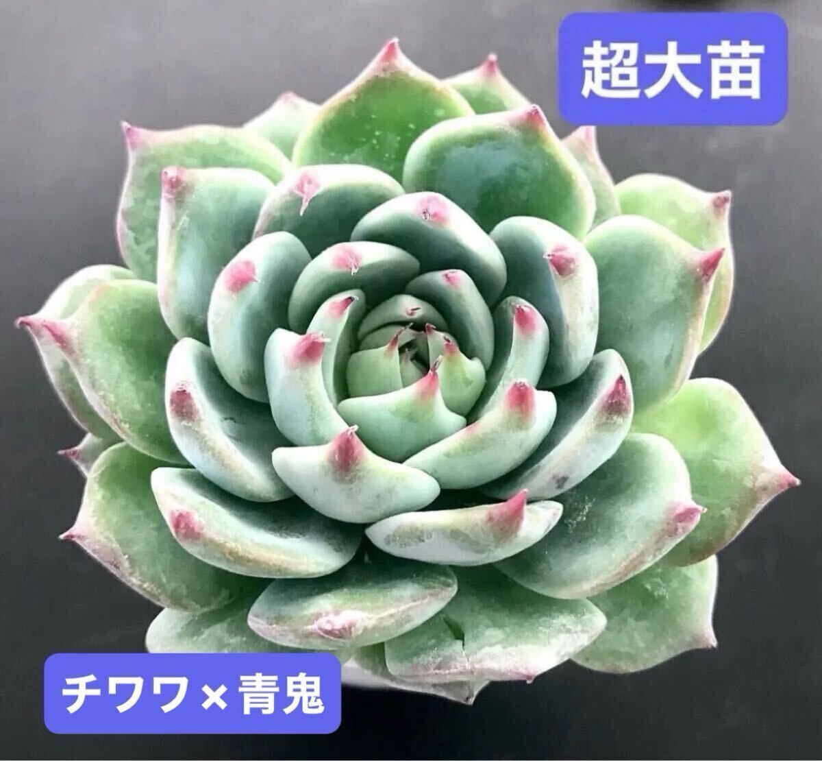 Yahoo!オークション -「青鬼」(観葉植物) の落札相場・落札価格 Yahoo!オークション -「青鬼」(観葉植物) の落札相場・落札価格