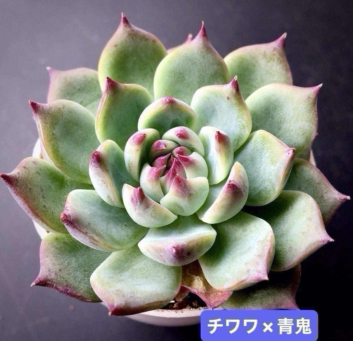 Yahoo!オークション -「青鬼」(観葉植物) の落札相場・落札価格 Yahoo!オークション -「青鬼」(観葉植物) の落札相場・落札価格