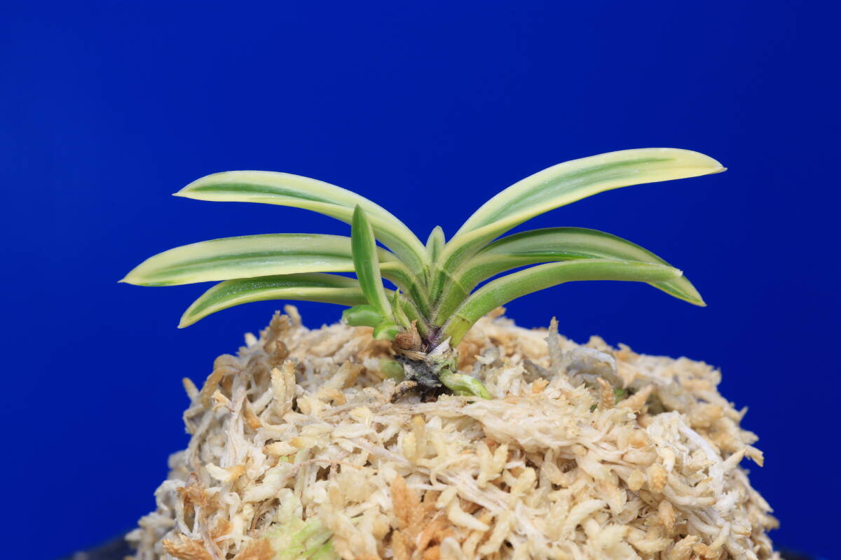 【 富貴蘭 】玉金錦　148 Yahoo!オークション -「富貴蘭 玉錦」(花、園芸) の落札相場