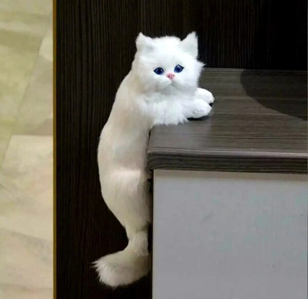猫の雑貨 HANAKO ぶら下がり猫 リアル仔猫 白猫