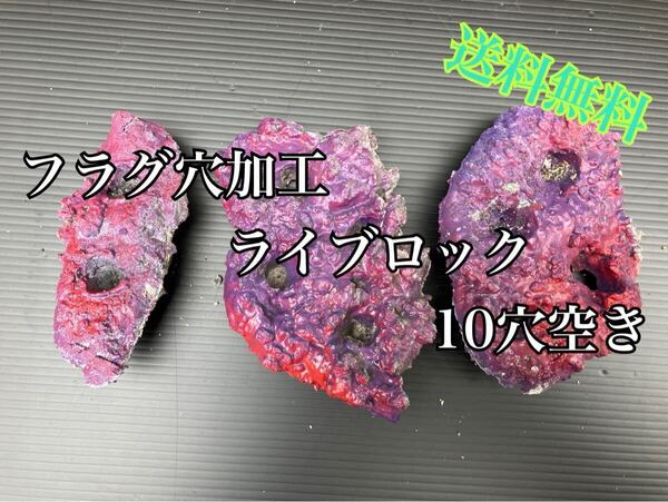 フラグ穴加工ライブロック 10穴空き-No.58(海水魚、サンゴ、バクテリア、背景、レイアウト、水槽)