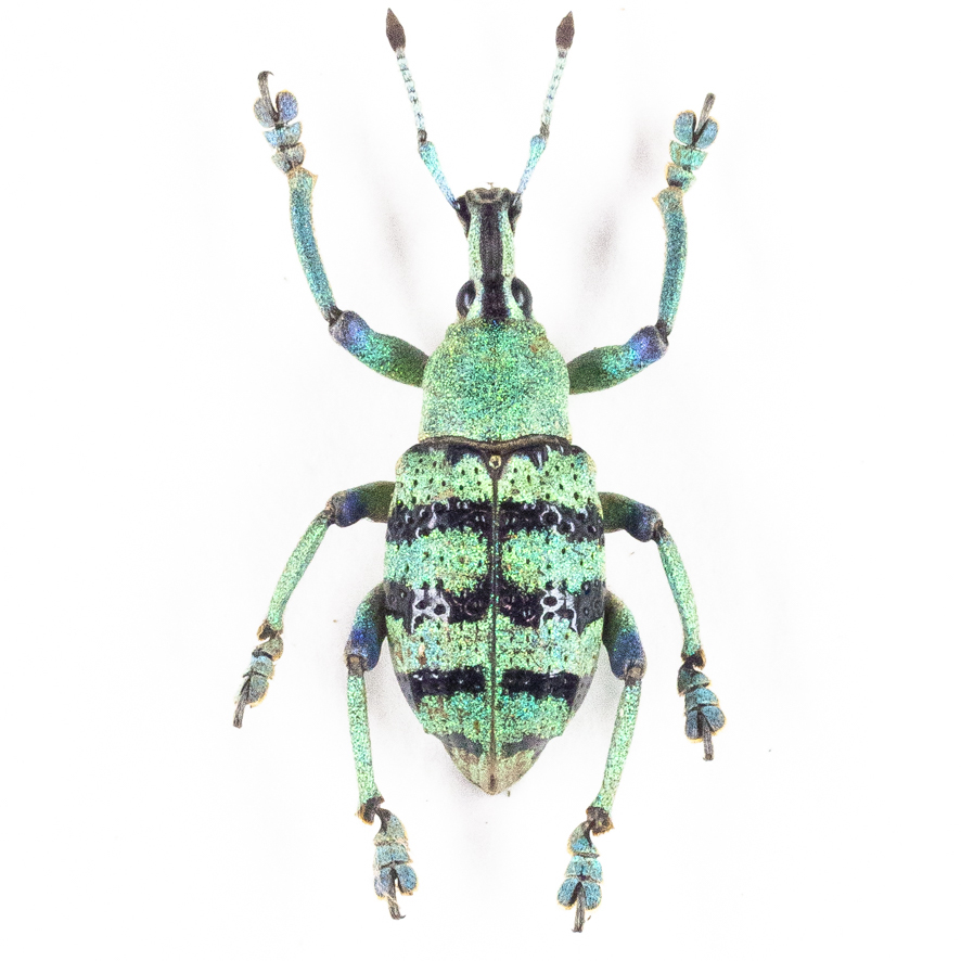 ゾウムシ 標本 soprano_lis-lf1006s