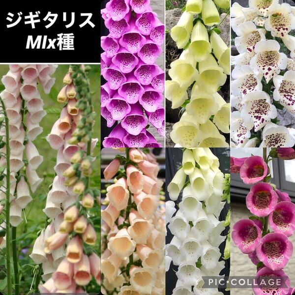 ジギタリス 花の種