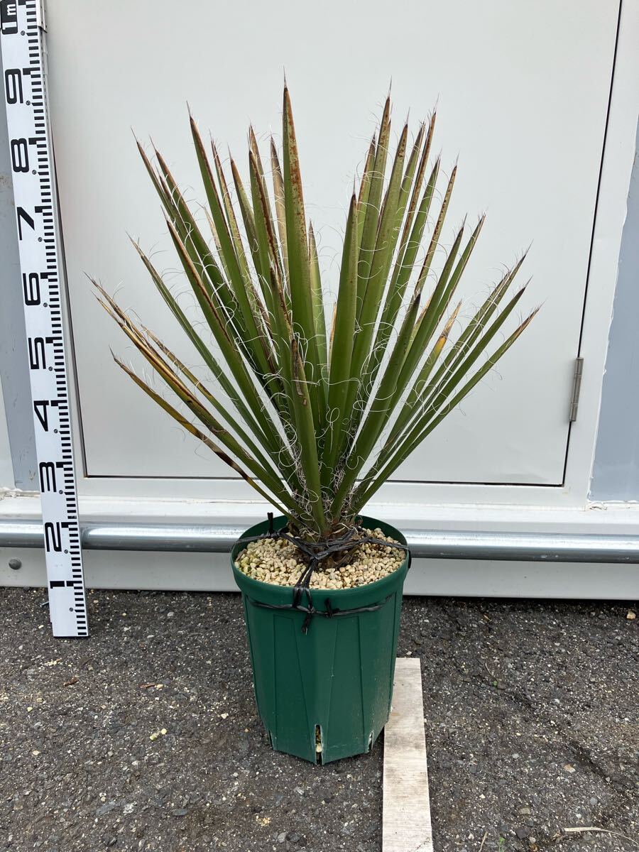 Yahoo!オークション -「フィリフェラ」(ユッカ) (観葉植物)の Yahoo!オークション -「フィリフェラ」(ユッカ) (観葉植物)の
